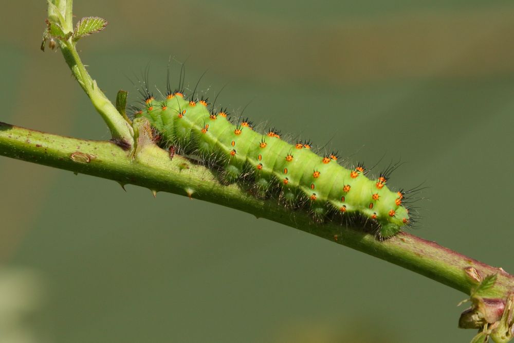 bruco - Saturnia (Eudia) pavoniella